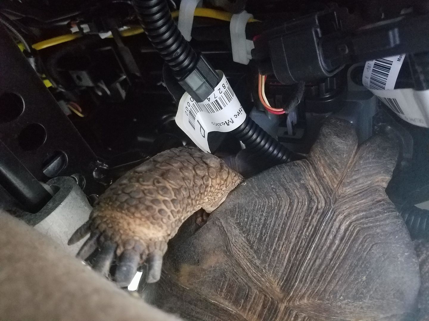 Houdini, before being unstuck